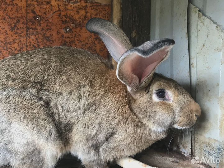 Кролики породы Великан и Бабочка на племя и мясо