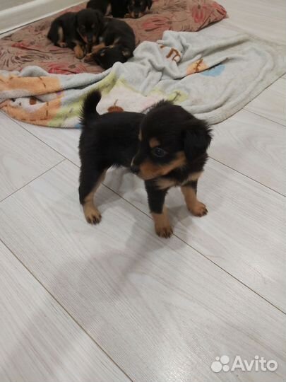 Маленькая собака