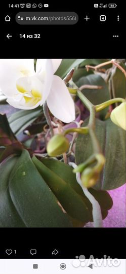Орхидея фаленопсис белая бабочка