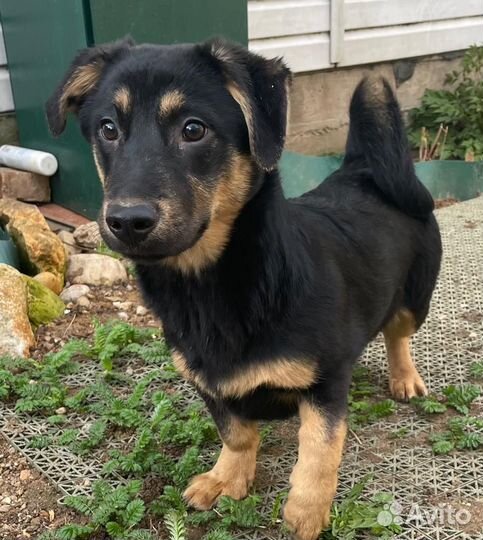 Щенок метис с таксой мальчик 6 мес в дар