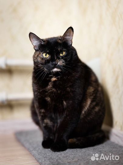 Шикарная Пуша в дар