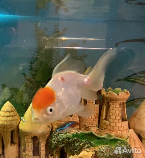 Золотая рыбка оранда