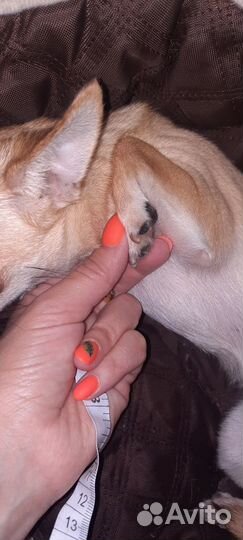 Новые Сапожки для маленькой собачки