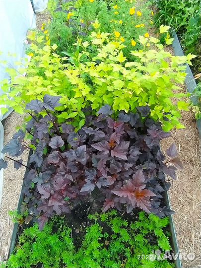 Малоуходные саженцы для сада