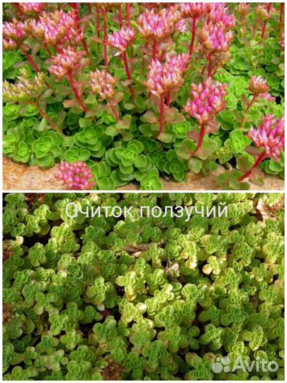 Почвопокровники