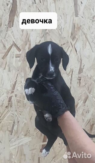 Щенок девочка бесплатно