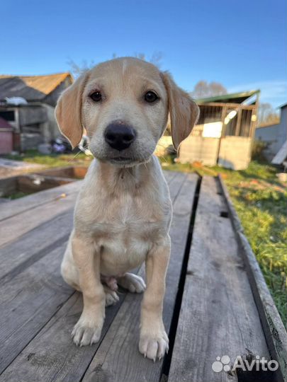 Щенок в добрые руки