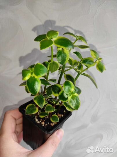 Суккуленты