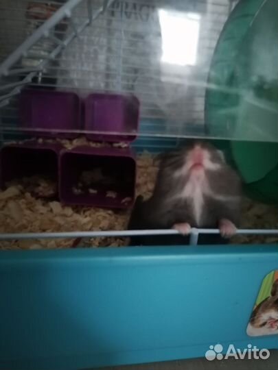 Джунгарский хомяк