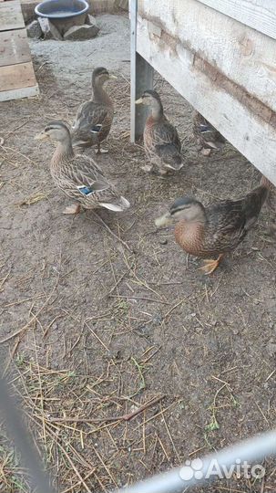 Продается утка кряква 2023 года