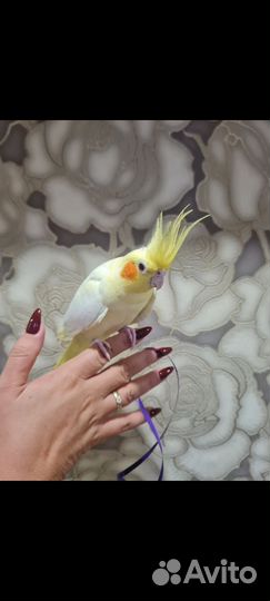 Корелла самка