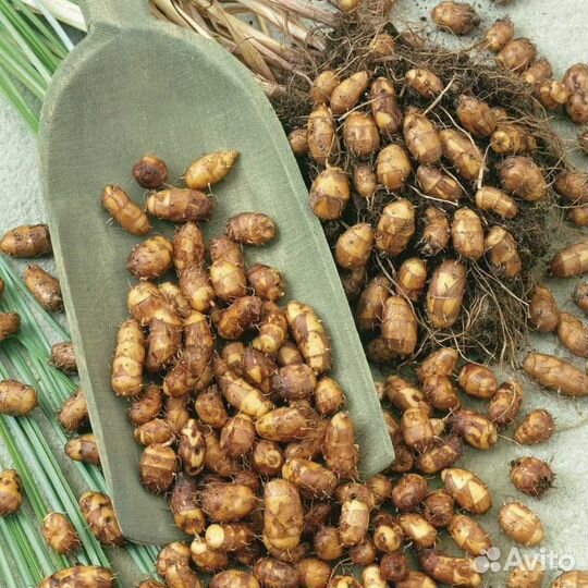 Чуфа (земляной миндаль), семена