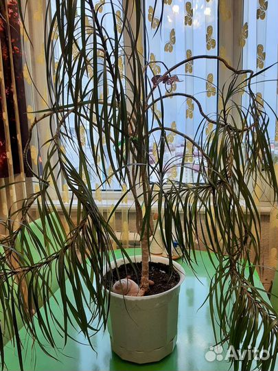 Продам цветы комнатные