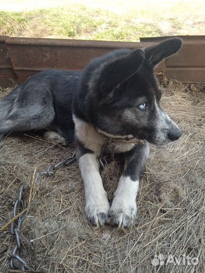 Отдам в добрые руки