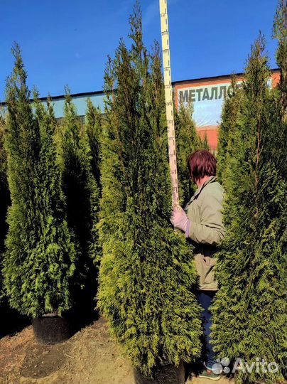 Туя смарагд саженцы от 0,8м до 2,6м