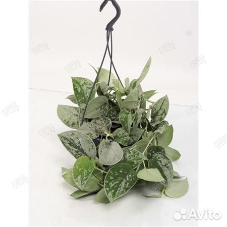 Сциндапсус пятнистый Сильвер Энн подвесной Scindap
