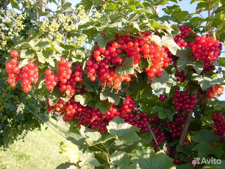 Саженцы Смородина красная 