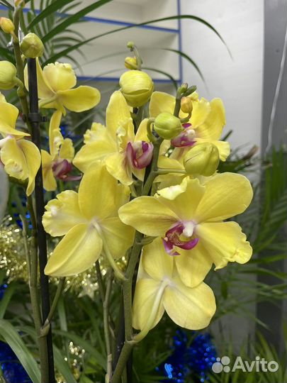 Орхидея бантик