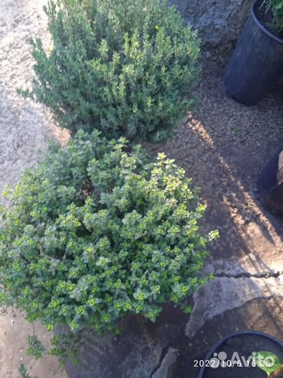 Тимьян, Чабрец