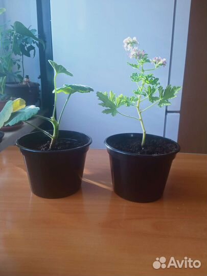 Антуриум и другие цветы