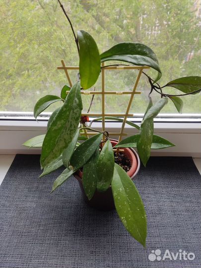 Разные комнатные цветы