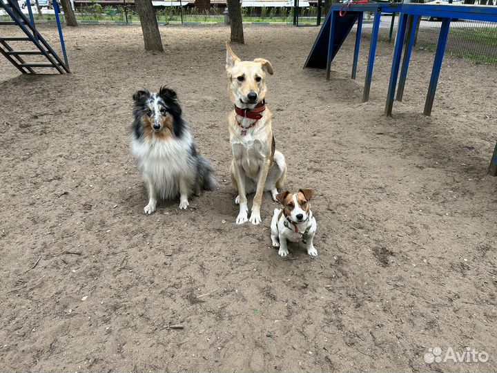 Кинолог, дрессировка, передержка собак