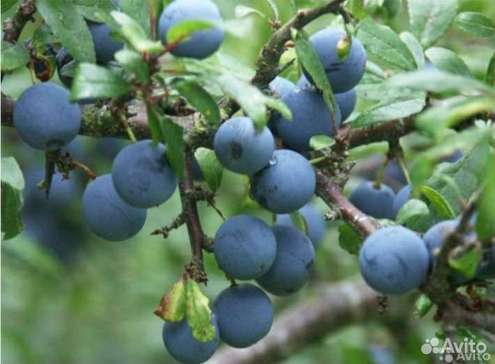 Ирга, тернослива, пузыреплодник, рябинник, сперея