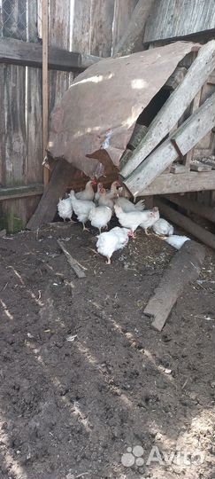 Молодые петухи