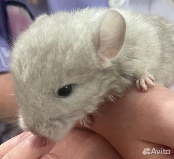 Шиншилла бежевая