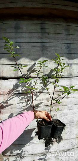 Дерен сибирика