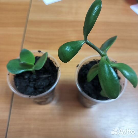 Денежное дерево, толстянка