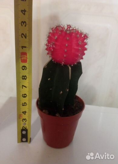 Кактус Гимнокалициум,Бегония,Каллизия,Сансевиерия