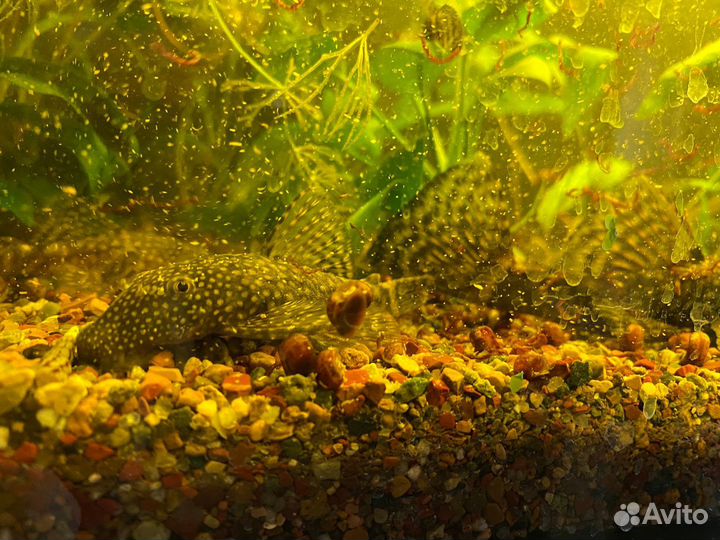 Сомики анциструсы