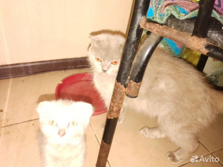 Вислоухие котята в дар