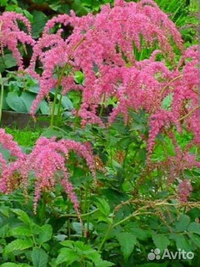 Саженцы многолетних цветов