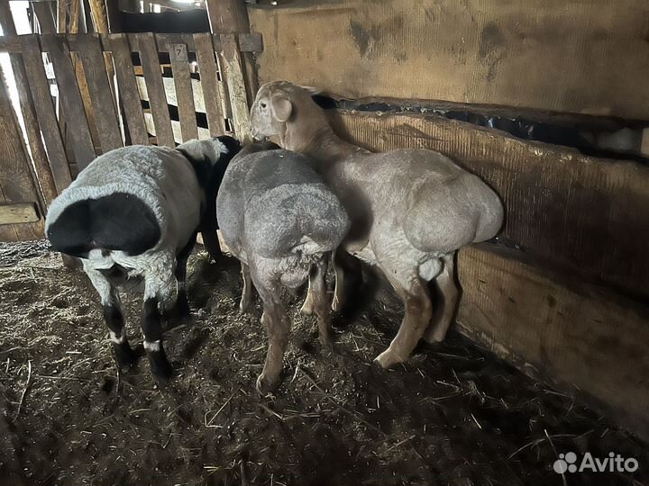 Курдючные бараны