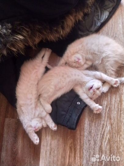 Котята шотландцы (наполовину)