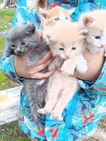 Котята в добрые руки