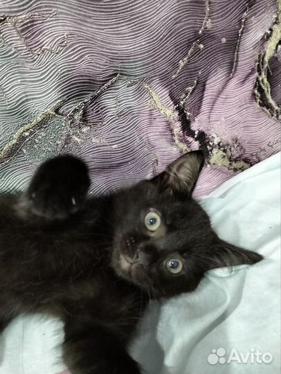 Черный котенок в добрые руки