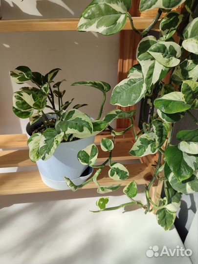 Эпипремнум Н Джой