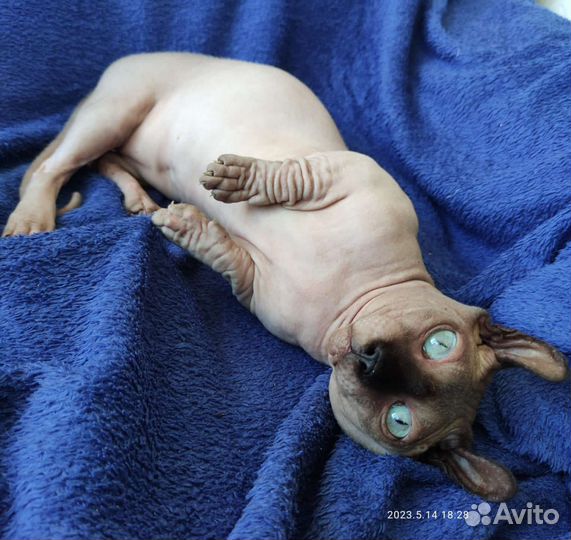 Двэльф эльф канадский сфинкс кот