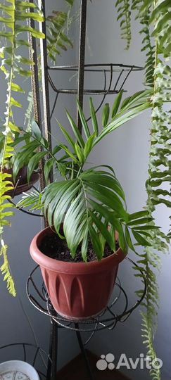 Пальма хамедорея