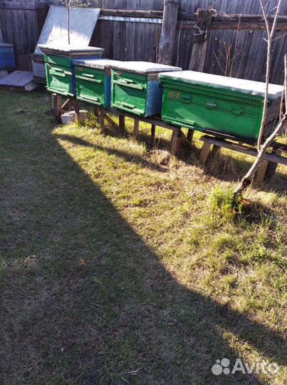 Пчёл, пчеломаток