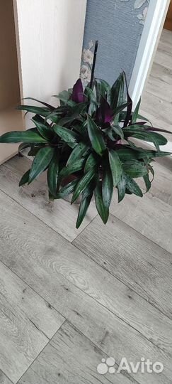 Традесканция рэо