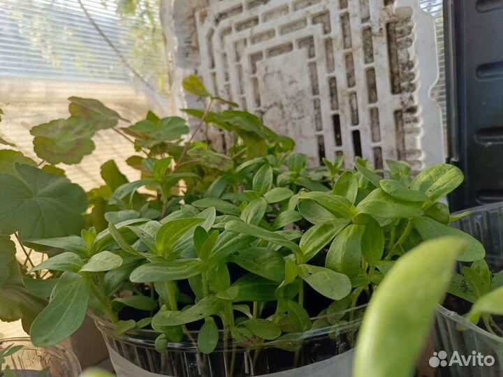 Рассада цинии