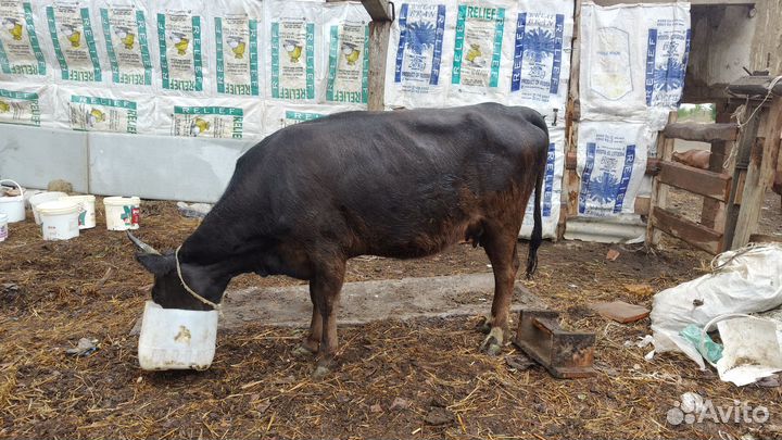 Корова дойная