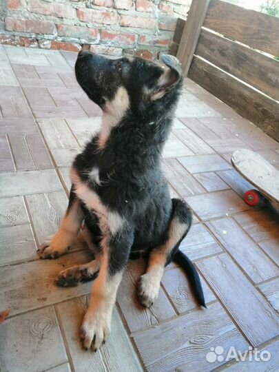 Восточноевропейская овчарка