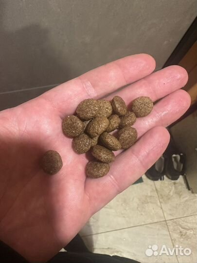 Сухой корм для собак