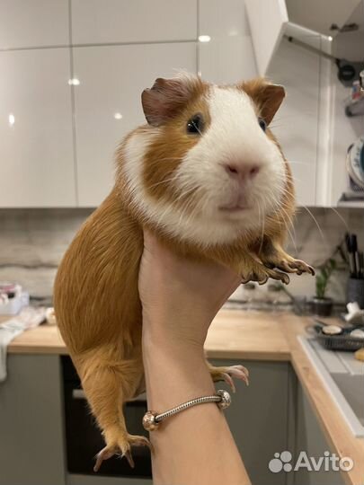 Морская свинка