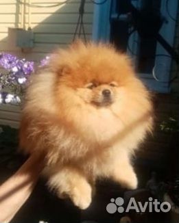 Померанский шпиц мини вязка